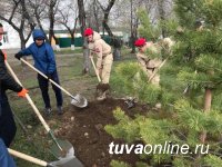 В Туве на Международную акцию «Сад Памяти» в 2021 году на 30 га лесного фонда высадят 90 тысяч деревьев