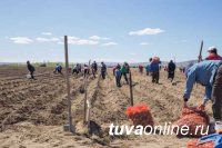 В Туве расширят число участников губернаторского проекта «Социальный картофель»