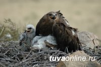 В Туву после зимовки в Персидском заливе и Туркменистане вернулся степной орел Ураган