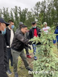 Врио главы Тувы с активистами молодежных движений высадил голубые ели 