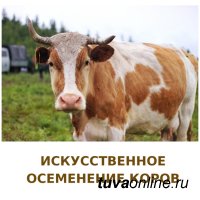 В Чеди-Холе проходит искусственное осеменение коров