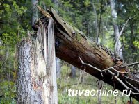 В тувинской тайге от падения сосны погиб один человек, травмированы двое