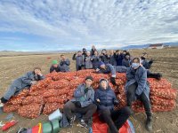 Тува: Нуждающихся в качественной местной картошке приглашают в Танды, где им вернут половину от собранных 10 мешков