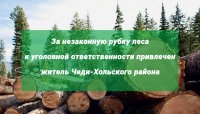 В Туве незаконного лесоруба осудили за уничтожение 22 лиственниц