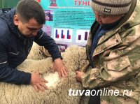 Тувинский племзавод «Бай-Холь» получил приз Губернатора Забайкальского края – автомобиль «Нива»!