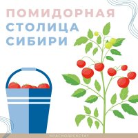 В Туве собрали 387 тонн помидоров, основную долю урожая вырастили частные хозяйства