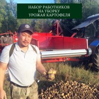 На уборку урожая картофеля в Улуг-Хемский район Тувы приглашает сезонных работников