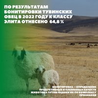 В Туве больше 60% поголовья овец отнесены к элитным видам