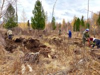  В Туве высаживают лес в местах, где он был уничтожен пожарами и вырубками