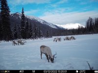 В тувинском кластерном участке "Уш-Бельдир" с помощью фотоловушек  насчитано около 200 диких северных оленей