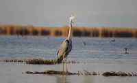 2 февраля - Всемирный день водно-болотных угодий, среди охраняемых - водоемы Тувы