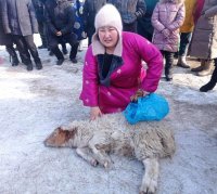 В Туве на праздничных состязаниях к Шагаа мама особенного ребенка Аиза Идам-Сюрюн присела с бараном на плечах 60 раз!