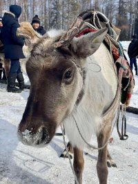 В Туве прошло один из ярких и масштабных мероприятий - фестиваль оленеводов