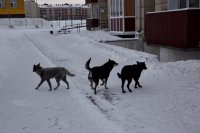 Следственный комитет в Туве начал проверку после нападения бездомных собак на школьницу