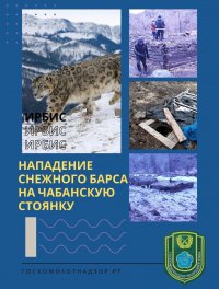 В отдаленном районе Тувы снежный барс напал на скот на чабанской стоянке