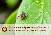 C начала сезона с укусами клещей к медикам обратились 80 человек