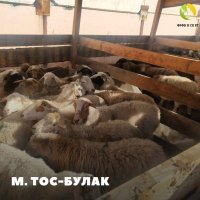 14 августа на Тос-Булаке можно будет в розницу купить живых баранов 