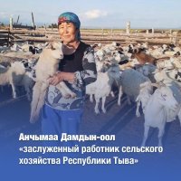 Чабан с 55-летним стажем Анчимаа Дамдын-оол удостоена звания "Заслуженный работник сельского хозяйства Тувы"