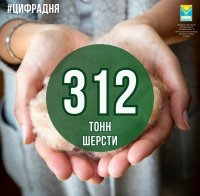  312 тонн шерсти сдали тувинские животноводы, впереди - дзун-хемчикские чабаны