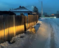 В Кызыле домашние собаки напали на маленького ребенка