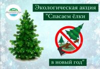 Национальный парк Тувы предлагает акцию по спасению ёлок