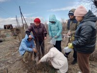 В Ботаническом саду Тувы будущих агрономов обучили методам размножения плодовых кустарников