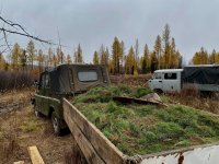 Специалисты Центра защиты леса Тувы по заказу "Лунсин" высадят 73 тысячи саженцев в Балгазынском бору