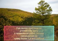 Житель Тувы без разрешения за месяц вырубил лиственниц на 1,4 млн рублей