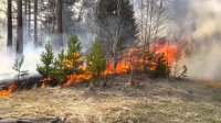 В Туве из-за лесных пожаров введен режим ЧС